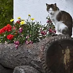 Schrunerhof *