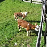 Schrunerhof شقة *