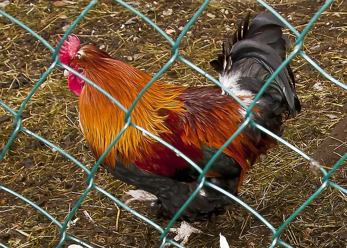 Schrunerhof Apartament *