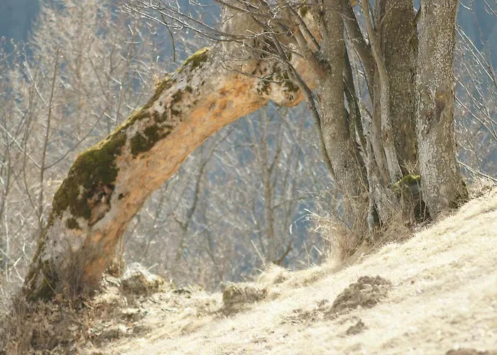 Schrunerhof * Ebene Reichenau